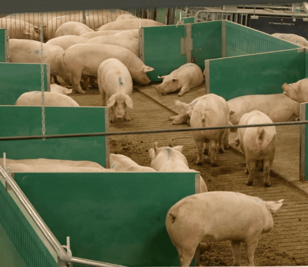 Canada Packers' Open Sow Housing System